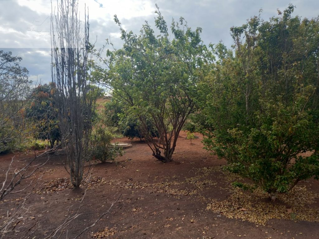 SITIO VENDA – TRÊS PONTAS